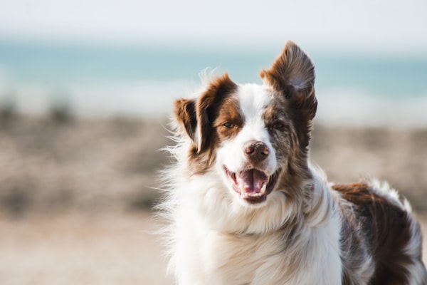 Pet Grooming - Σύστημα Κρατήσεων Pet Grooming